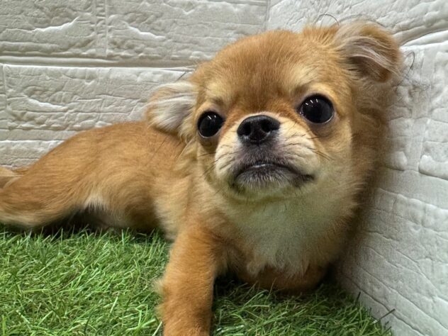 新潟県のチワワ(ロング) (アミーゴ新潟小新店/2025年5月24日生まれ/男の子/フォーンホワイト)の子犬の4枚目の画像