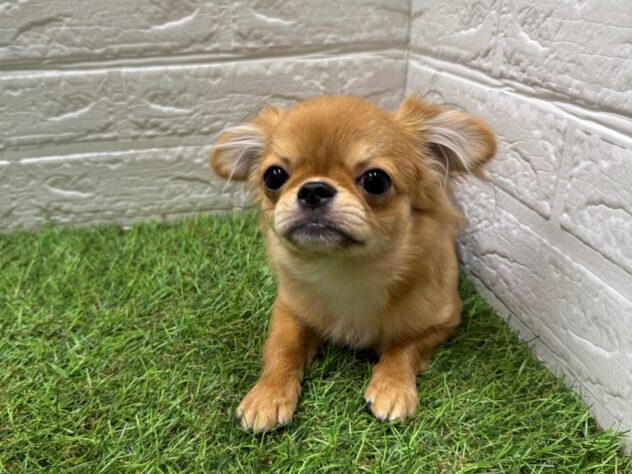 新潟県のチワワ(ロング) (アミーゴ新潟小新店/2025年5月24日生まれ/男の子/フォーンホワイト)の子犬の3枚目の画像