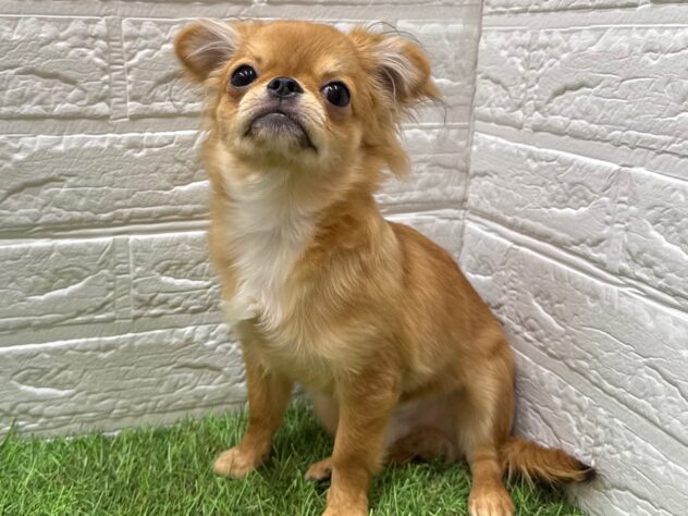 新潟県のチワワ(ロング) (アミーゴ新潟小新店/2025年5月24日生まれ/男の子/フォーンホワイト)の子犬の1枚目の画像