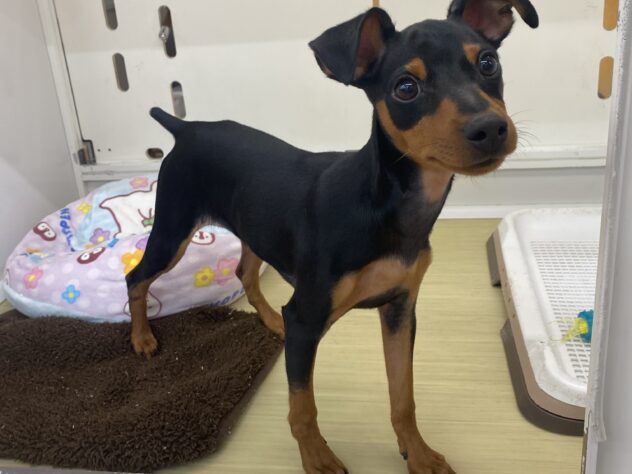 新潟県のミニチュアピンシャー (アミーゴ新潟小新店/2025年6月30日生まれ/男の子/ブラックタン)の子犬の1枚目の画像