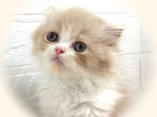 岡山県のスコティッシュフォールド (アミーゴ津山店/2025年7月21日生まれ/男の子/クリームホワイト)の子猫