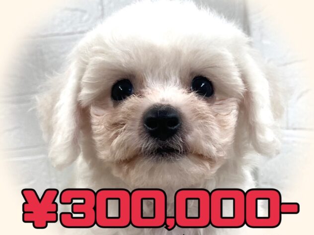 岡山県のビションフリーゼ (アミーゴ津山店/2025年7月5日生まれ/女の子/ホワイト)の子犬