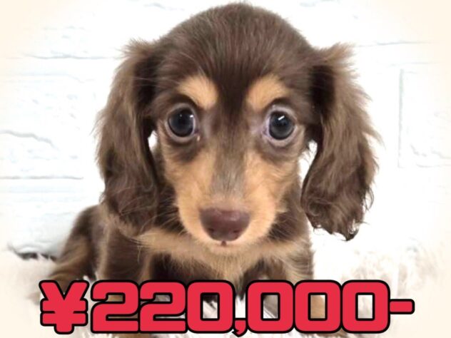 岡山県のミニチュアダックスフンド(ロング) (アミーゴ津山店/2025年7月3日生まれ/男の子/チョコレートタン)の子犬