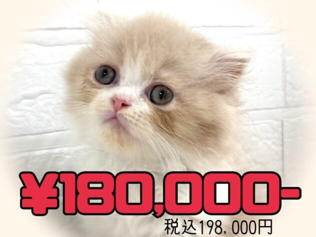 岡山県のスコティッシュフォールド (アミーゴ津山店/2025年7月21日生まれ/男の子/クリームホワイト)の子猫