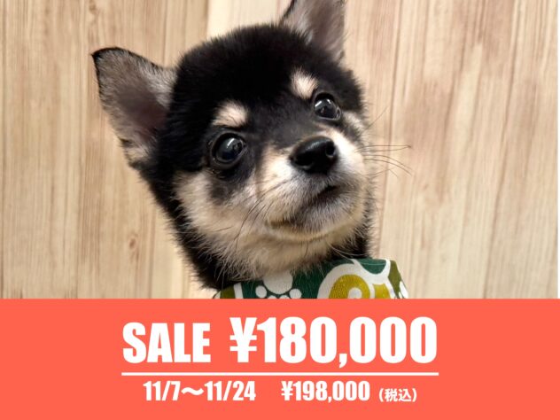 広島県の豆柴 (アミーゴ東深津店/2025年7月8日生まれ/男の子/黒)の子犬