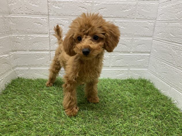 新潟県のトイプードル(トイ) (アミーゴ新潟小新店/2025年7月27日生まれ/女の子/レッド)の子犬の1枚目の画像