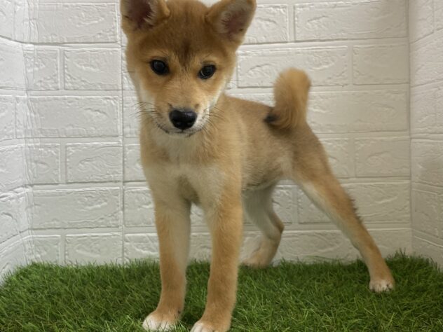 新潟県の柴犬(標準サイズ) (アミーゴ新潟小新店/2025年7月21日生まれ/女の子/赤)の子犬の1枚目の画像