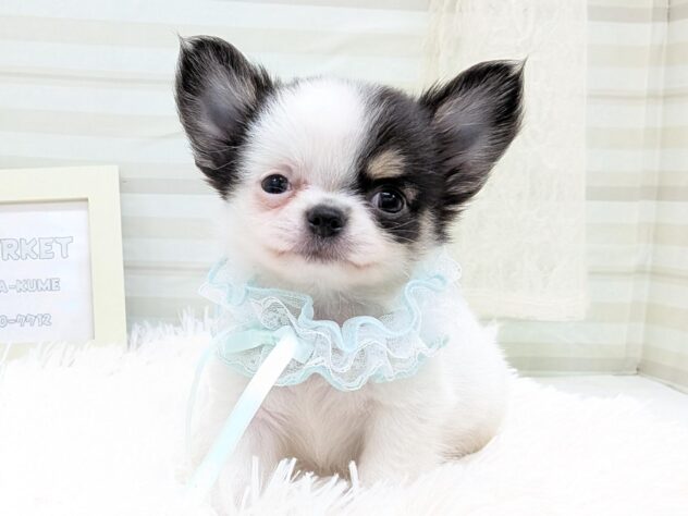 愛媛県のチワワ(ロング) (アミーゴ松山久米店/2025年7月20日生まれ/男の子/ホワイトブラックタン)の子犬の4枚目の画像