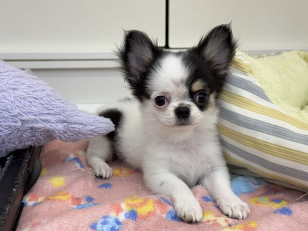 愛媛県のチワワ(ロング) (アミーゴ松山久米店/2025年7月20日生まれ/男の子/ホワイトブラックタン)の子犬の1枚目の画像