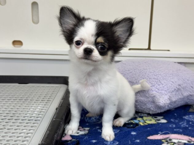 愛媛県のチワワ(ロング) (アミーゴ松山久米店/2025年7月20日生まれ/男の子/ホワイトブラックタン)の子犬の3枚目の画像