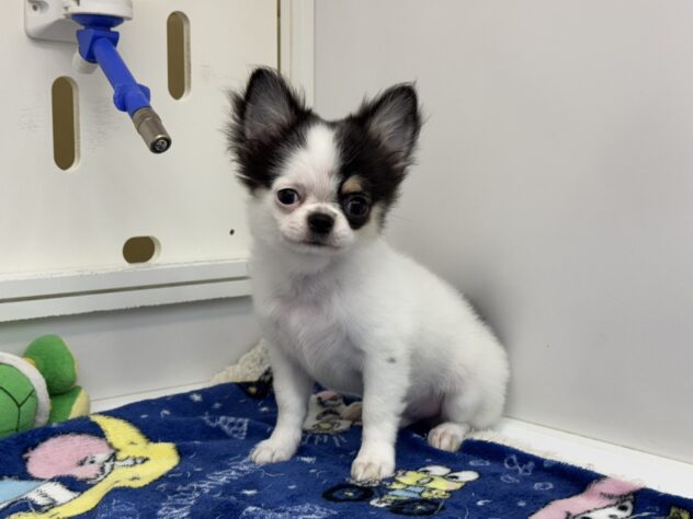 愛媛県のチワワ(ロング) (アミーゴ松山久米店/2025年7月20日生まれ/男の子/ホワイトブラックタン)の子犬の2枚目の画像