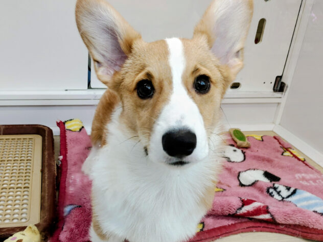 愛媛県のウェルシュコーギーペンブローク (アミーゴ松山久米店/2025年7月4日生まれ/男の子/レッドホワイト)の子犬の1枚目の画像