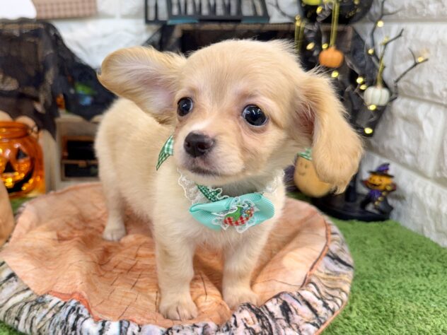 兵庫県のハーフ犬・ミックス犬 (ワンキャラット アミーゴ姫路花田店/2025年7月23日生まれ/女の子/クリーム)の子犬の4枚目の画像