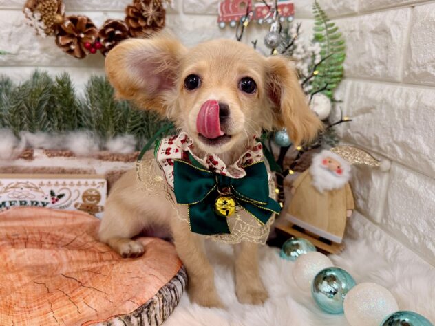 兵庫県のハーフ犬・ミックス犬 (ワンキャラット アミーゴ姫路花田店/2025年7月23日生まれ/女の子/クリーム)の子犬の2枚目の画像