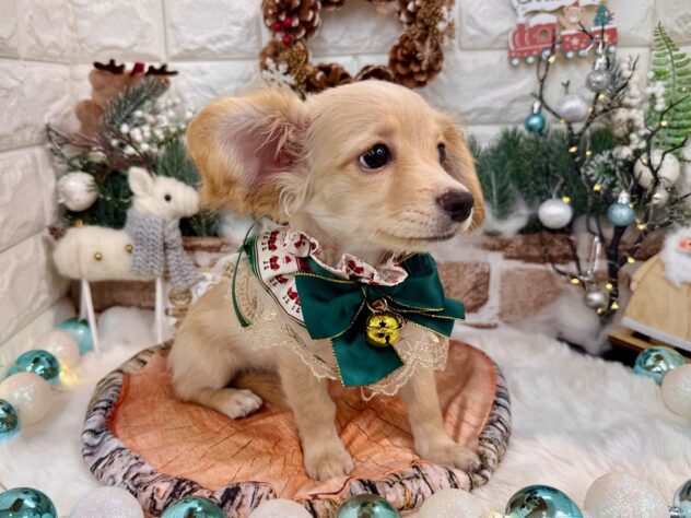 兵庫県のハーフ犬・ミックス犬 (ワンキャラット アミーゴ姫路花田店/2025年7月23日生まれ/女の子/クリーム)の子犬の3枚目の画像