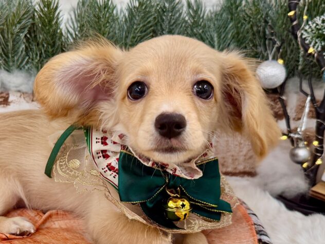 兵庫県のハーフ犬・ミックス犬 (ワンキャラット アミーゴ姫路花田店/2025年7月23日生まれ/女の子/クリーム)の子犬の1枚目の画像