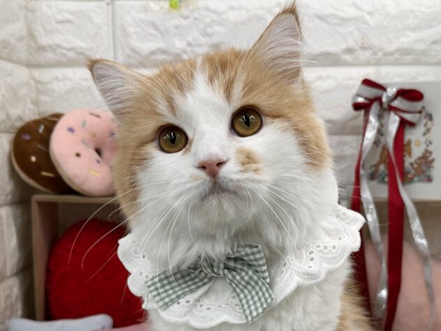 兵庫県のサイベリアン (ワンキャラット アミーゴ姫路花田店/2025年6月1日生まれ/男の子/レッドタビーホワイト)の子猫の1枚目の画像