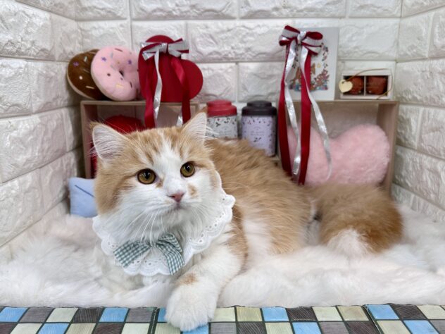 兵庫県のサイベリアン (ワンキャラット アミーゴ姫路花田店/2025年6月1日生まれ/男の子/レッドタビーホワイト)の子猫の4枚目の画像