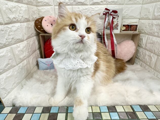 兵庫県のサイベリアン (ワンキャラット アミーゴ姫路花田店/2025年6月1日生まれ/男の子/レッドタビーホワイト)の子猫の3枚目の画像