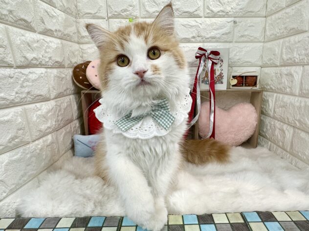 兵庫県のサイベリアン (ワンキャラット アミーゴ姫路花田店/2025年6月1日生まれ/男の子/レッドタビーホワイト)の子猫の2枚目の画像