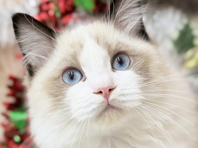 高知県のラグドール (ワンキャラット アミーゴ高知店/2025年7月4日生まれ/男の子/シールポイントバイカラー)の子猫の1枚目の画像