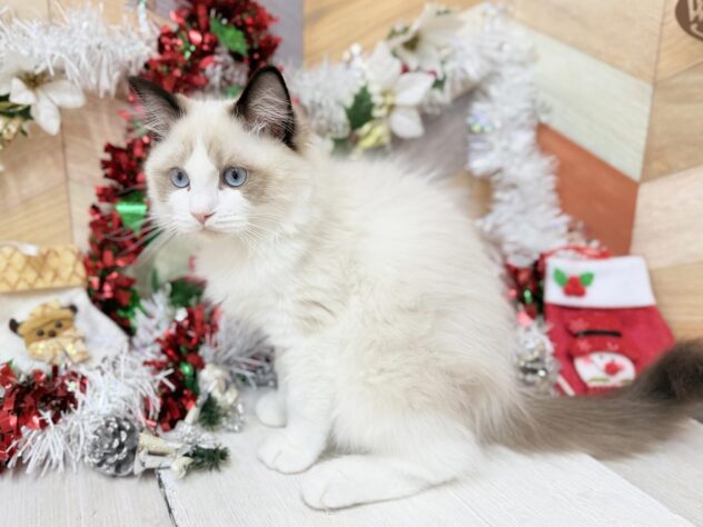 高知県のラグドール (ワンキャラット アミーゴ高知店/2025年7月4日生まれ/男の子/シールポイントバイカラー)の子猫の2枚目の画像