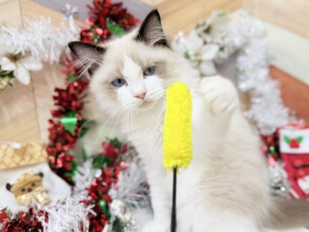 高知県のラグドール (ワンキャラット アミーゴ高知店/2025年7月4日生まれ/男の子/シールポイントバイカラー)の子猫の3枚目の画像