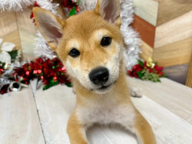 高知県の柴犬(標準サイズ) (ワンキャラット アミーゴ高知店/2025年7月23日生まれ/男の子/赤)の子犬の1枚目の画像