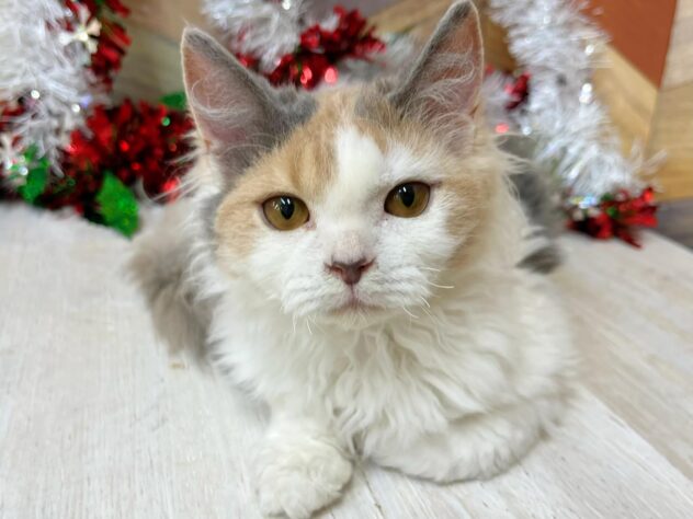 高知県のセルカークレックス (ワンキャラット アミーゴ高知店/2025年7月6日生まれ/女の子/ダイリュートキャリコ)の子猫の1枚目の画像