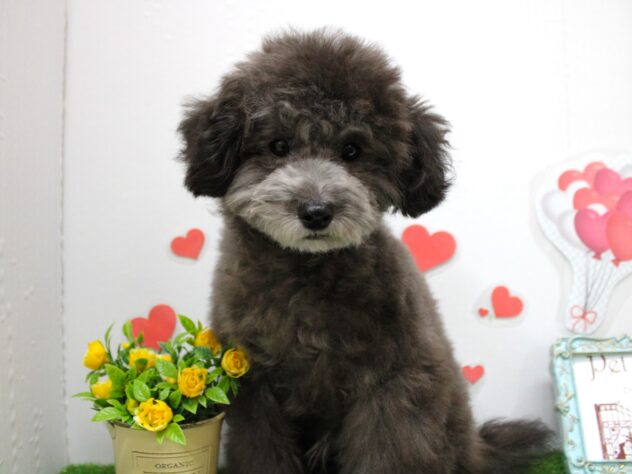 兵庫県のトイプードル(トイ) (ペット・プラザ アミーゴ尼崎昭和通店/2025年6月28日生まれ/男の子/シルバー)の子犬の3枚目の画像