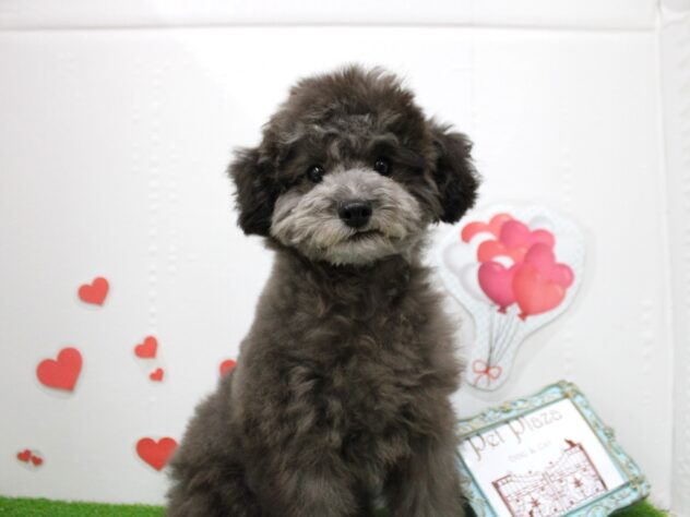 兵庫県のトイプードル(トイ) (ペット・プラザ アミーゴ尼崎昭和通店/2025年6月28日生まれ/男の子/シルバー)の子犬の4枚目の画像