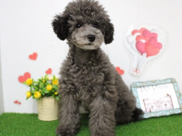 兵庫県のトイプードル(トイ) (ペット・プラザ アミーゴ尼崎昭和通店/2025年6月28日生まれ/男の子/シルバー)の子犬の4枚目の画像