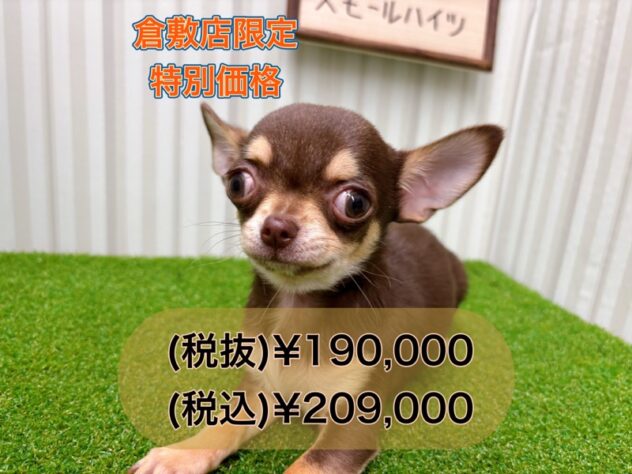 岡山県のチワワ(ロング) (アミーゴ倉敷店/2025年7月21日生まれ/男の子/チョコレートクリーム)の子犬の1枚目の画像