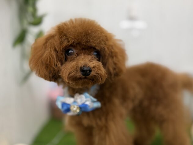 香川県のトイプードル(トイ) (ワンキャラット アミーゴ高松店/2025年5月7日生まれ/男の子/レッドフォーン)の子犬の2枚目の画像