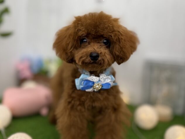 香川県のトイプードル(トイ) (ワンキャラット アミーゴ高松店/2025年5月7日生まれ/男の子/レッドフォーン)の子犬の1枚目の画像