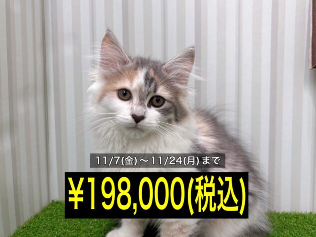 岡山県のノルウェージャンフォレストキャット (アミーゴ倉敷店/2025年7月15日生まれ/女の子/ブルーパッチドタビーホワイト)の子猫の1枚目の画像