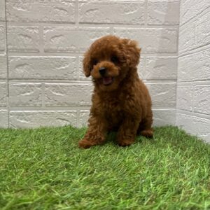 新潟県のトイプードル(トイ) (アミーゴ新潟小新店/2025年7月27日生まれ/女の子/レッド)の子犬の2枚目の画像