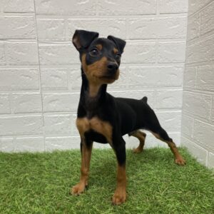 新潟県のミニチュアピンシャー (アミーゴ新潟小新店/2025年6月30日生まれ/男の子/ブラックタン)の子犬の2枚目の画像