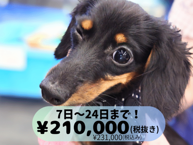 岡山県のミニチュアダックスフンド(ロング) (アミーゴ中庄店/2025年4月17日生まれ/女の子/ブラックタン)の子犬の1枚目の画像