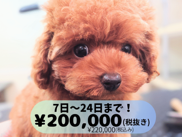 岡山県のトイプードル(トイ) (アミーゴ中庄店/2025年7月14日生まれ/男の子/レッド)の子犬