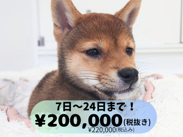 岡山県の豆柴 (アミーゴ中庄店/2025年7月31日生まれ/男の子/赤)の子犬の1枚目の画像