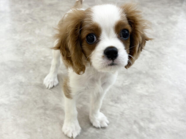 福島県のキャバリアキングチャールズスパニエル (アミーゴ郡山南店/2025年7月20日生まれ/男の子/ブレンハイム)の子犬