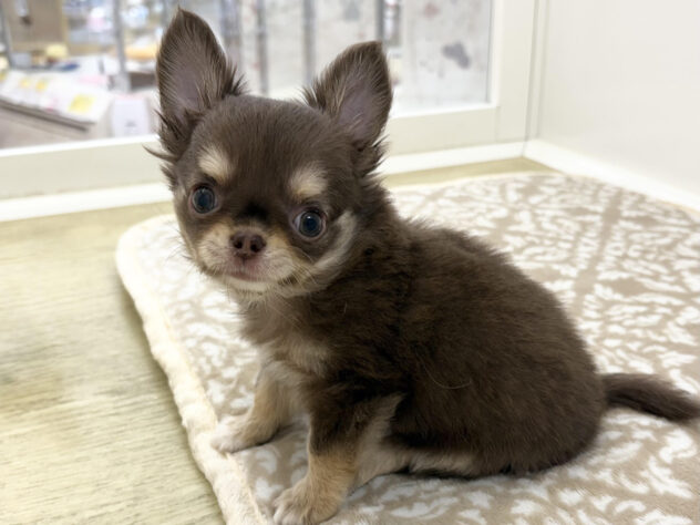 福島県のチワワ(ロング) (アミーゴ郡山南店/2025年7月29日生まれ/男の子/チョコレートタンホワイト)の子犬