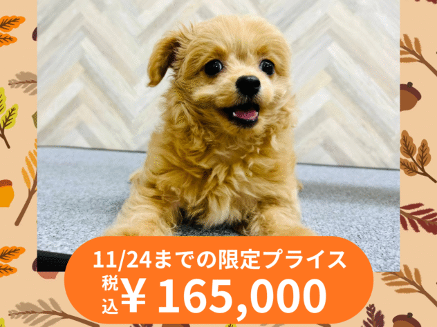 岡山県のハーフ犬・ミックス犬 (アミーゴ水島店/2025年7月25日生まれ/女の子/アプリコット)の子犬の1枚目の画像
