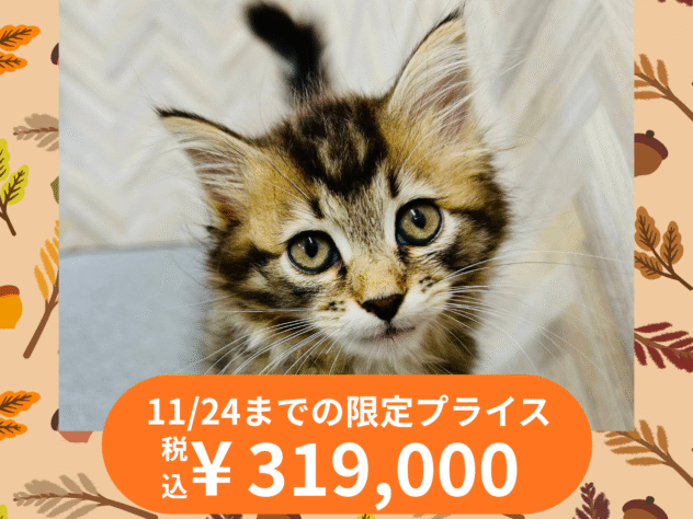 岡山県のサイベリアン (アミーゴ水島店/2025年6月29日生まれ/女の子/ブラウンマッカレルタビーホワイト)の子猫の1枚目の画像