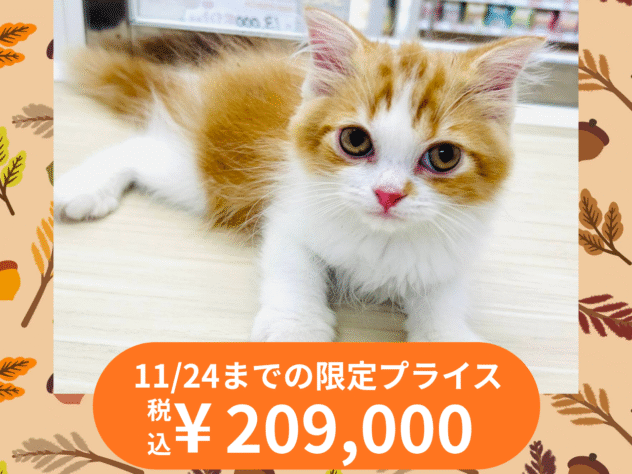 岡山県のスコティッシュフォールド (アミーゴ水島店/2025年7月1日生まれ/男の子/レッドタビーホワイト)の子猫の1枚目の画像