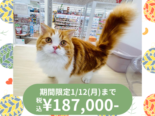 岡山県のスコティッシュフォールド (アミーゴ水島店/2025年7月1日生まれ/男の子/レッドタビーホワイト)の子猫の1枚目の画像