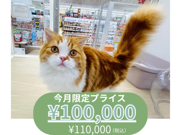 岡山県のスコティッシュフォールド (アミーゴ水島店/2025年7月1日生まれ/男の子/レッドタビーホワイト)の子猫の1枚目の画像