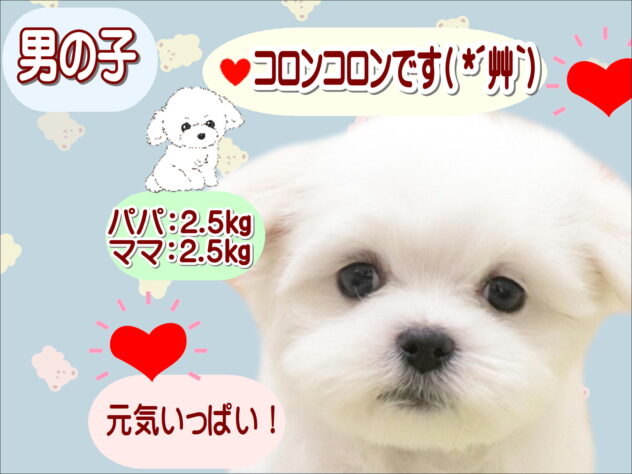 大阪府のマルチーズ (アミーゴ鳳店/2025年9月1日生まれ/男の子/ホワイト)の子犬の1枚目の画像