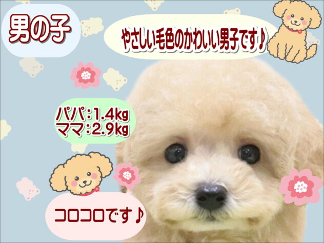 大阪府のトイプードル(トイ) (アミーゴ鳳店/2025年9月1日生まれ/男の子/ペールフォーン)の子犬